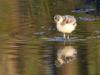 Avocette Elegante